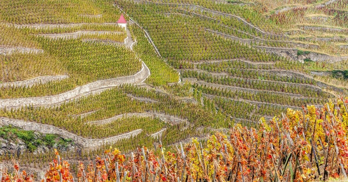 Côte-Rôtie