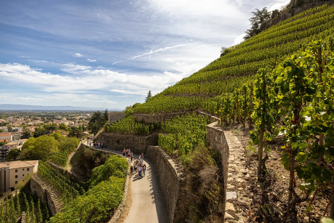 Vignes en terrasses au-dessus du Rhône, près de Lyon