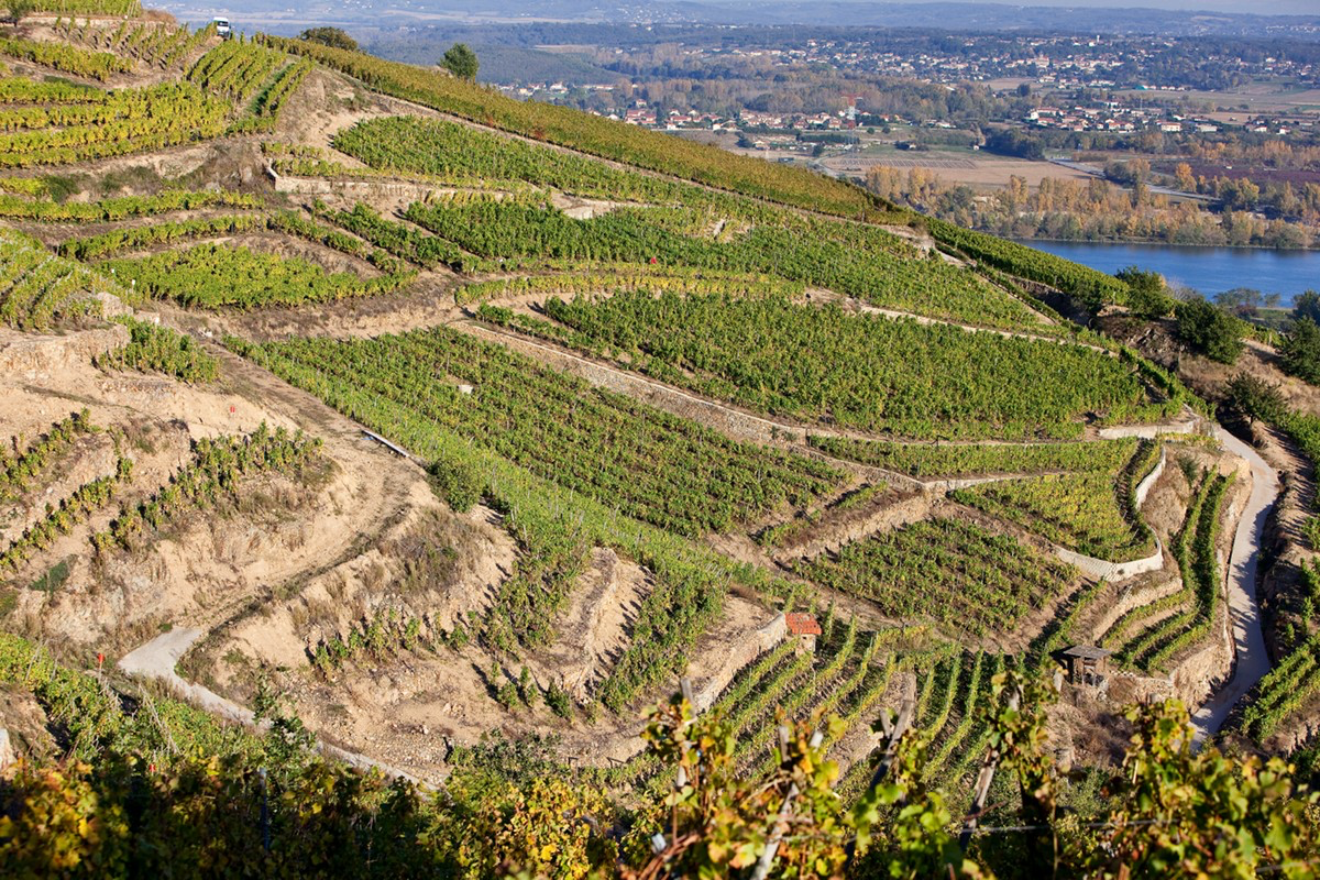 Seyssuel : le vignoble romain oublié sur la rive gauche du Rhône